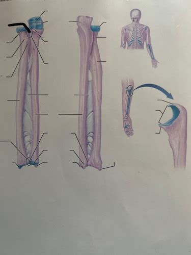 Diagrams Radius And Ulna Flashcards Quizlet