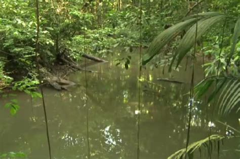 French Guiana fights to save rainforest | Environment News | Al Jazeera