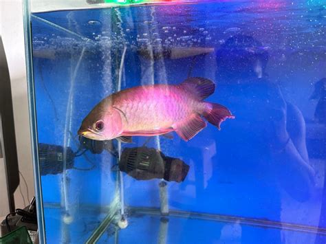 Arowana With 4ft Tank And Filter Pet Supplies Homes Other Pet