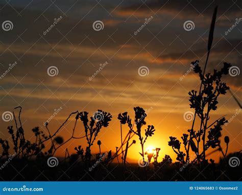 Close-up Bush Silhouette at Sunset Stock Image - Image of dawn, beds ...