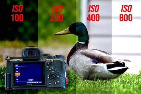 What Does ISO Stand For In Photography A Comprehensive Guide To