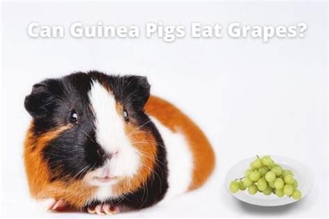 Can Guinea Pigs And Birds Live Together Answered Atractivopets