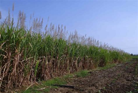 Sugarcane Farming In The Usa How To Start Production States Ideas