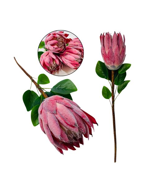 Protea królewska różowa srebrnik królewski 74 cm kwiat 14 x 11 cm