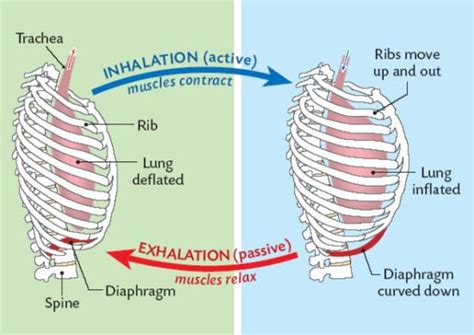 Pulmonary Mechanics Owlcation