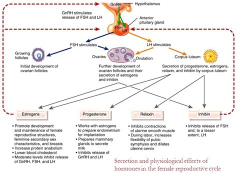 1 Why Estrogen Gives Negative Feedback When Produced In Lower