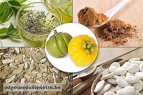 Plantas Medicinales Para Adelgazar Es Odysseedubienetre Be