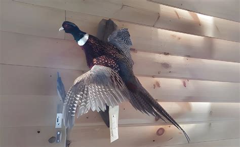 Birds Taxidermist Wausau Wi Hunt S Remembered