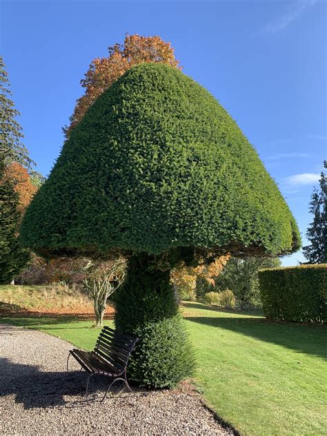 Mushroom Tree Topiary Mark Shephard Flickr