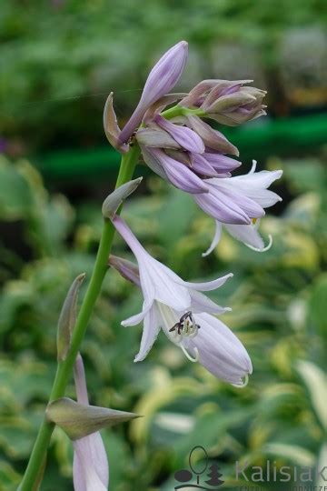 Hosta Fortunei Albopicta Funkia Fortune A