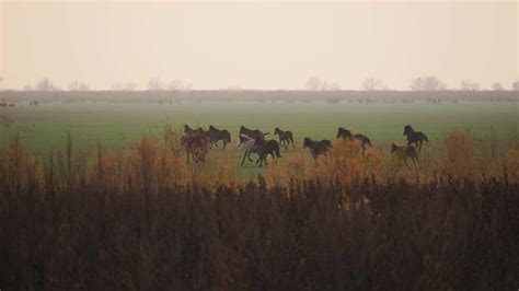 Caii sălbatici din Delta Dunării au ajuns la Avocatul Poporului