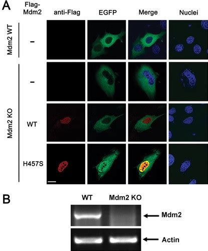 Intact MDM2 E3 Ligase Activity Is Required For The Cytosolic