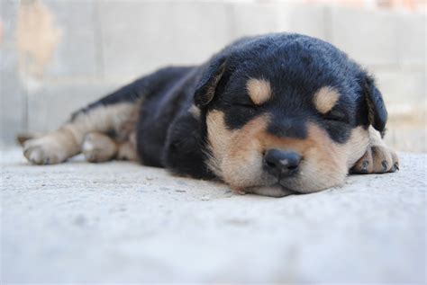 Animal Dog Puppy - Free photo on Pixabay
