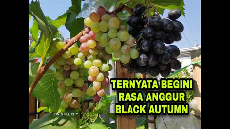 Ternyata Begini Rasa Anggur Black Autumn Youtube