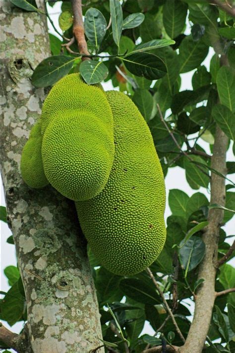 Caribbean Jackfruit Are Natures Largest Tree Born Fruit Jamaica