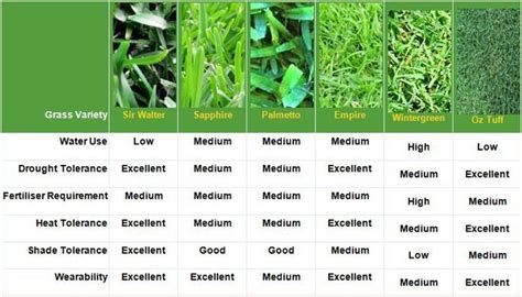 Types Of Lawn Grass Identification Guide To Sod Types Pictures How To