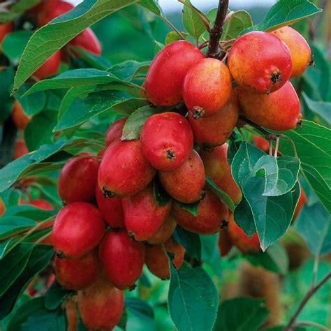 Malus John Downie Crab Apple Tree