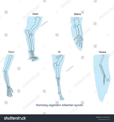 Vektor Stok Analogous Homologous Organs Comparison Between Forelimbs