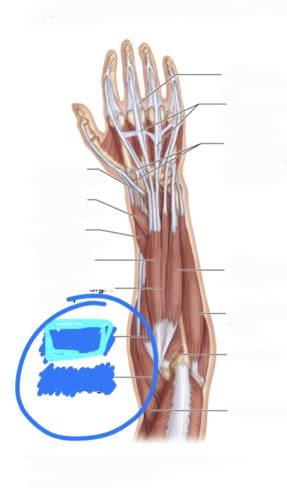 Muscles Of The Posterior Fascial Compartment Of The Forearm Acting On