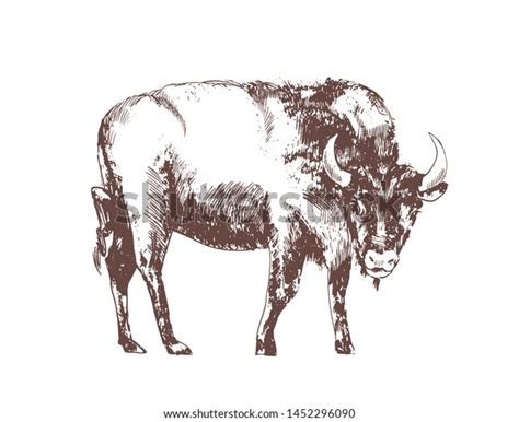 184 Bison Outline Drawing Realistic Royalty-Free Images, Stock Photos ...