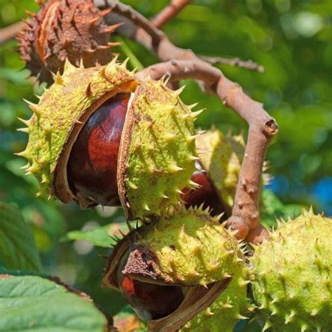 Chestnut Tree How To Grow And Maintain Tips In