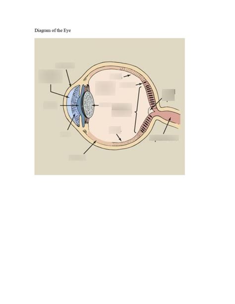 Diagram Of The Eye Labeling Diagram Quizlet