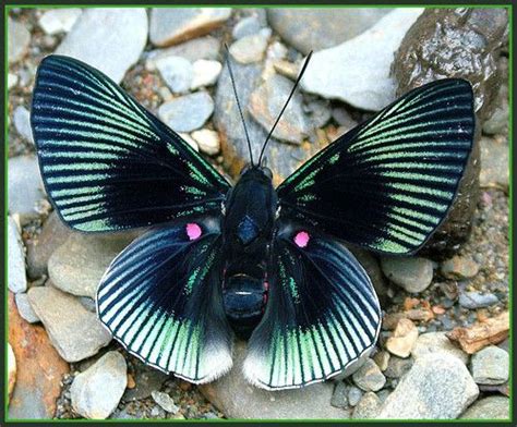 Fotos Reales De Mariposas Imagui