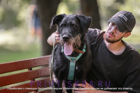 Пушок - Приют Искра - Официальный сайт