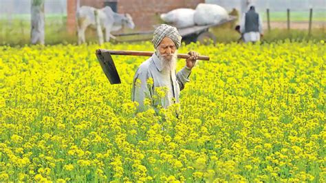 Mustard Planting Season Approaches Lets Know About Its Cultivation