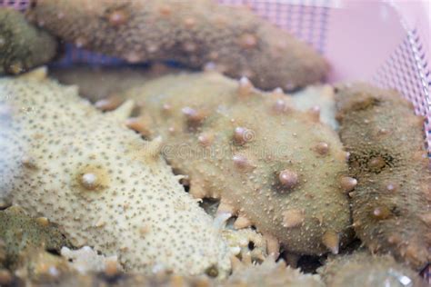 Sea Cucumbers (echinoderms) For Sale At Fish Market, South Korea Stock ...