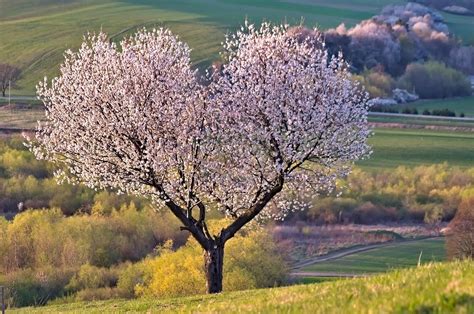 Kiedy zaczyna się wiosna 2023 Najszybciej meteorologiczna Oto