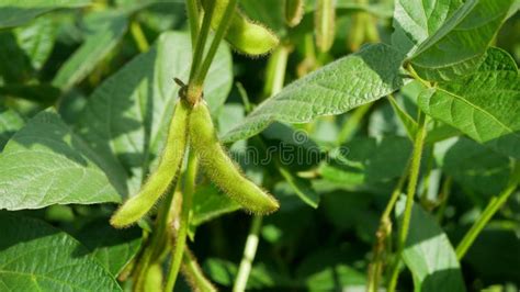 Soybea Soja Bio Glicina Max Soya Legume Pod Cultivo De Granja Verde