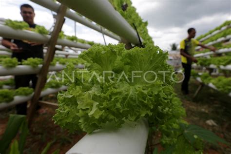 Budidaya Selada Hidroponik Antara Foto