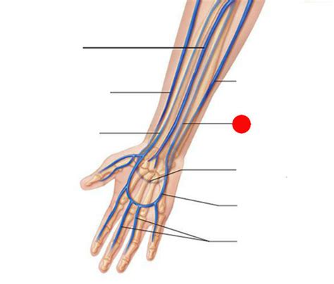 Veins Lab Study Flashcards Quizlet