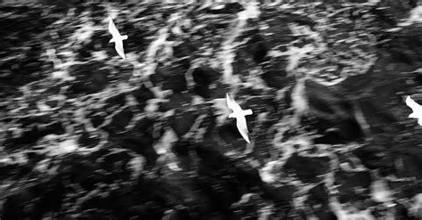 Dramatic Black And White Flying Seagulls Free Stock Video Footage
