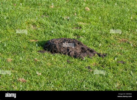 Cow Manure High Resolution Stock Photography And Images Alamy