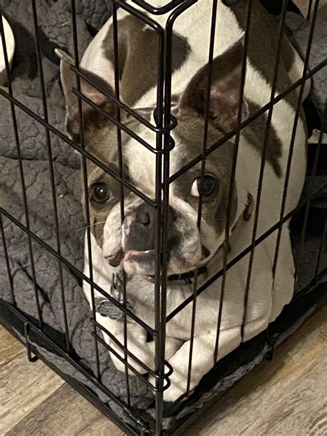 How To Crate Train A Boston Terrier Puppy