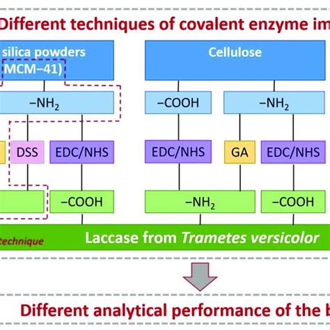 Illustration Of Different Methods Of Covalent Immobilization Of Laccase