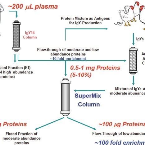 A) Schematic diagram of a triple quadrupole mass spectrometer (QQQ MS ...