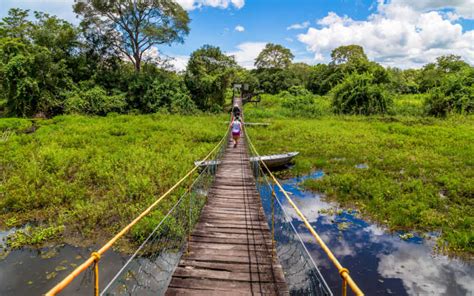 Viagem Para O Pantanal Onde Fica Quando Ir O Que Fazer E Mais