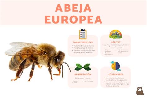 Abeja Europea Apis Mellifera Caracter Sticas H Bitat Y