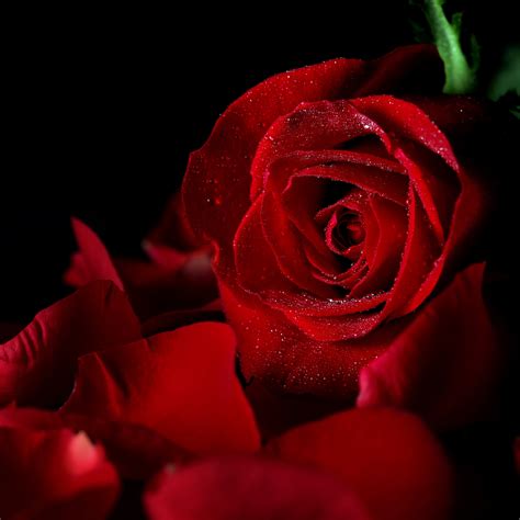 Download Red Rose Close Up Petal Red Flower Flower Rose Nature Pfp