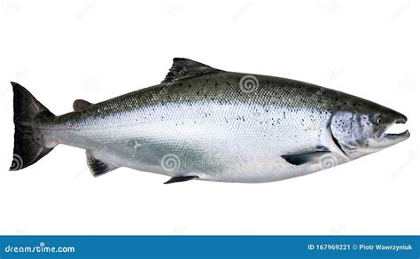 Wild Baltic Salmon 库存图片 图片 包括有 敌意 正餐 三文鱼 全部 新鲜 167969221