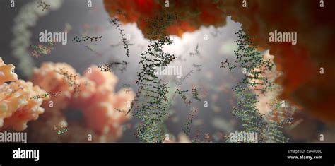 El mundo dentro de una célula humana Cadenas de ADN nucleótidos