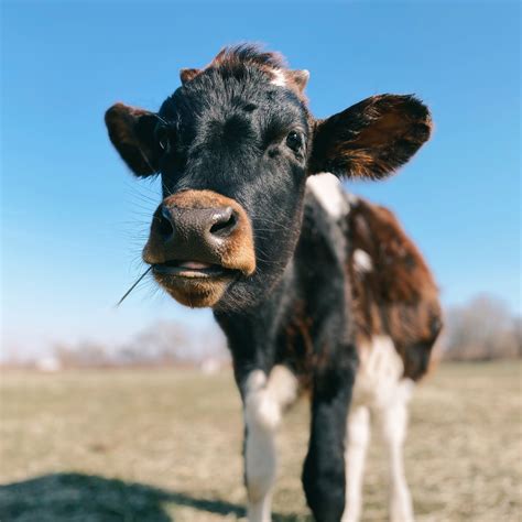 Meet the Animals — Iowa Farm Sanctuary