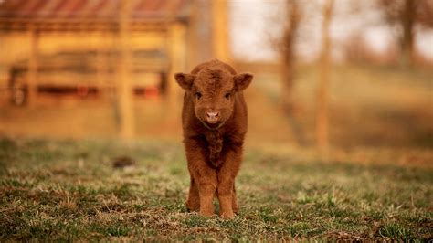 Baby Highland Cows Wallpapers - Wallpaper Cave