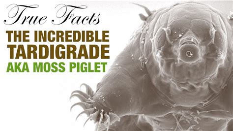 True Facts About Tardigrades