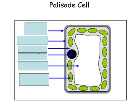 Leaf Challenge Cell Wall Nucleus Chloroplast Cell Membrane Vacuole