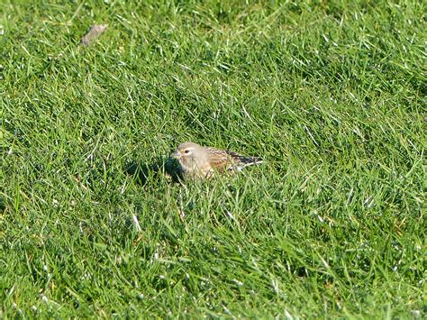 Linnet Dunstanburgh Northumberland UK Huo Luobin Flickr