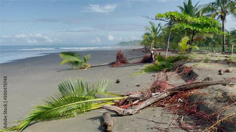 Video Stock Fallen Palm Tree In Gentle Wind On A Tropical Beach After